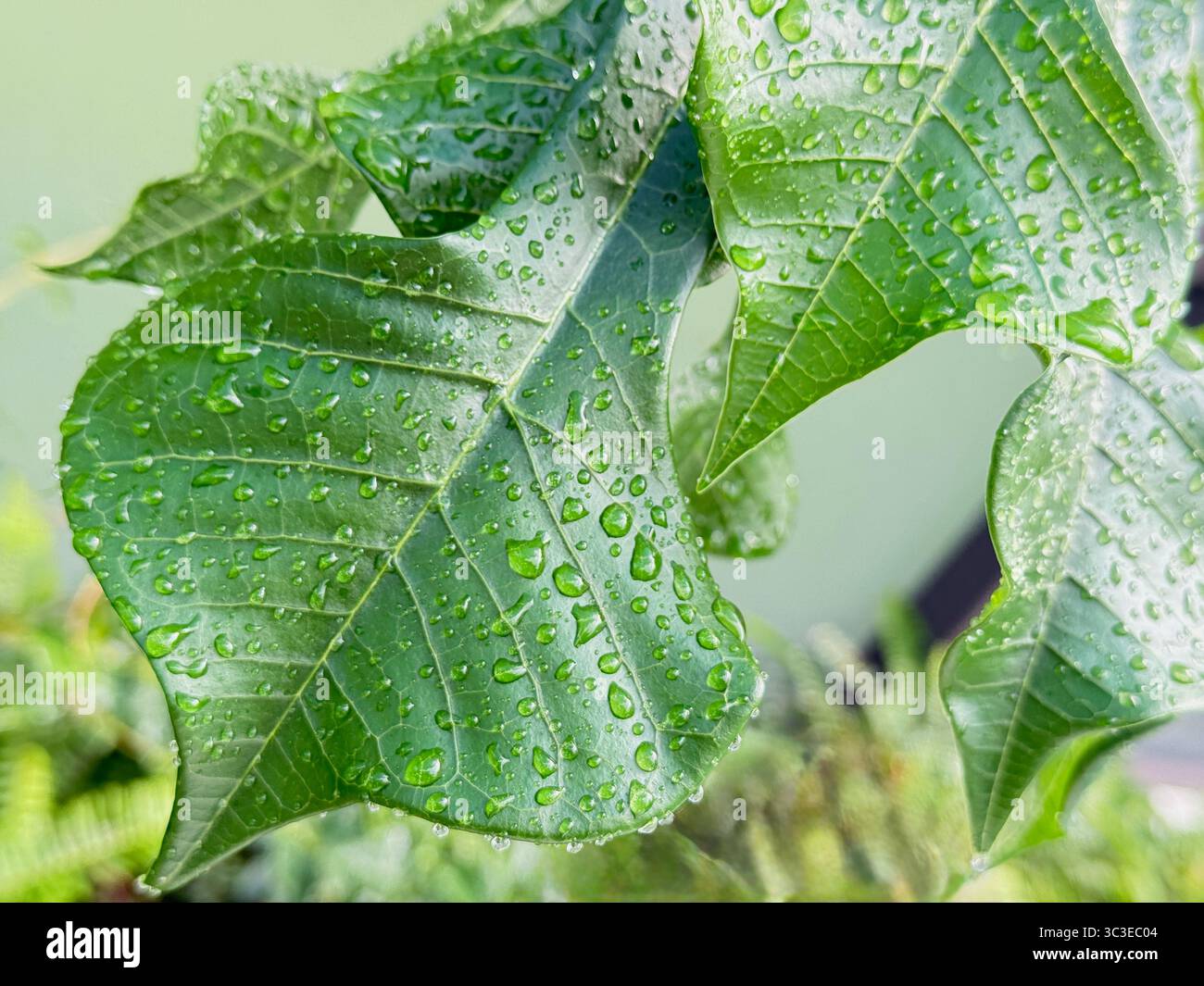 Golden Arrow/Gilded Spoon (plumeria pudica) covered with water droplets - Smartphone Captured Stock Image
