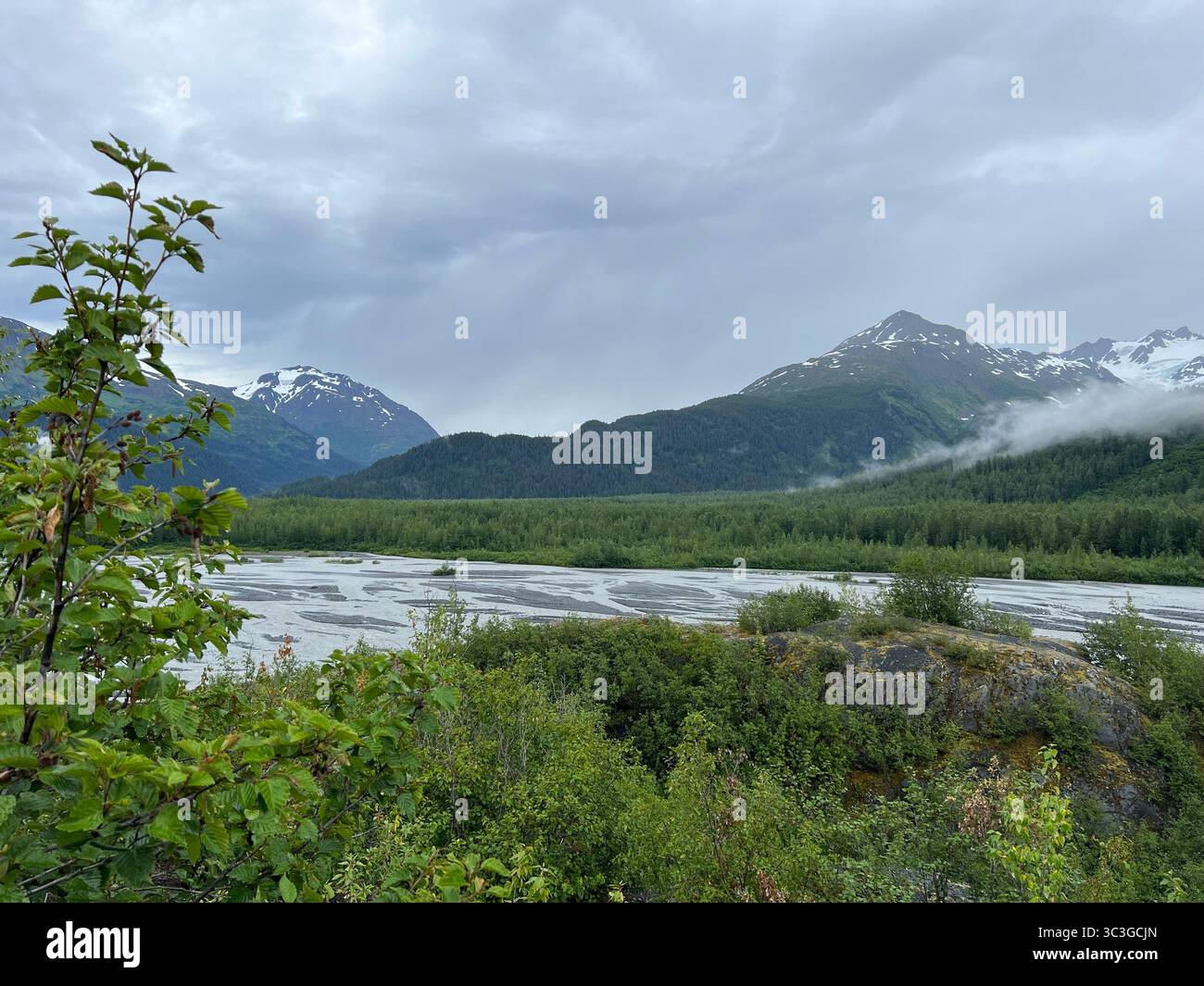 Lush landscape in Glacier Bay National Park, Alaska, with braided glacial river, dense forest, mist-covered mountains, and overcast summer sky. - Smartphone Captured Stock Image