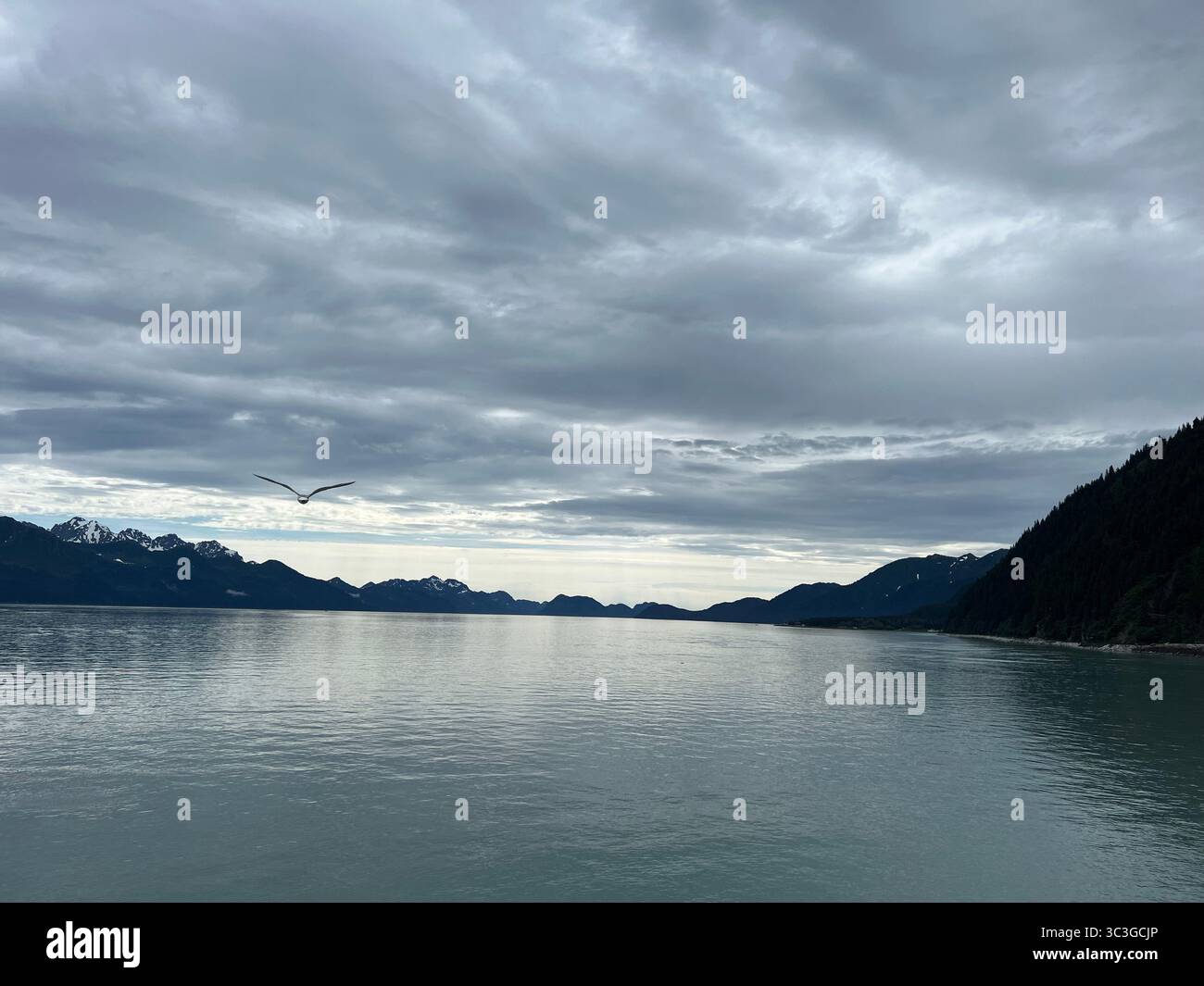 Moody seascape in Glacier Bay National Park, Alaska, featuring overcast skies, calm water, distant mountains, and a bird flying across the peaceful ho - Smartphone Captured Stock Image