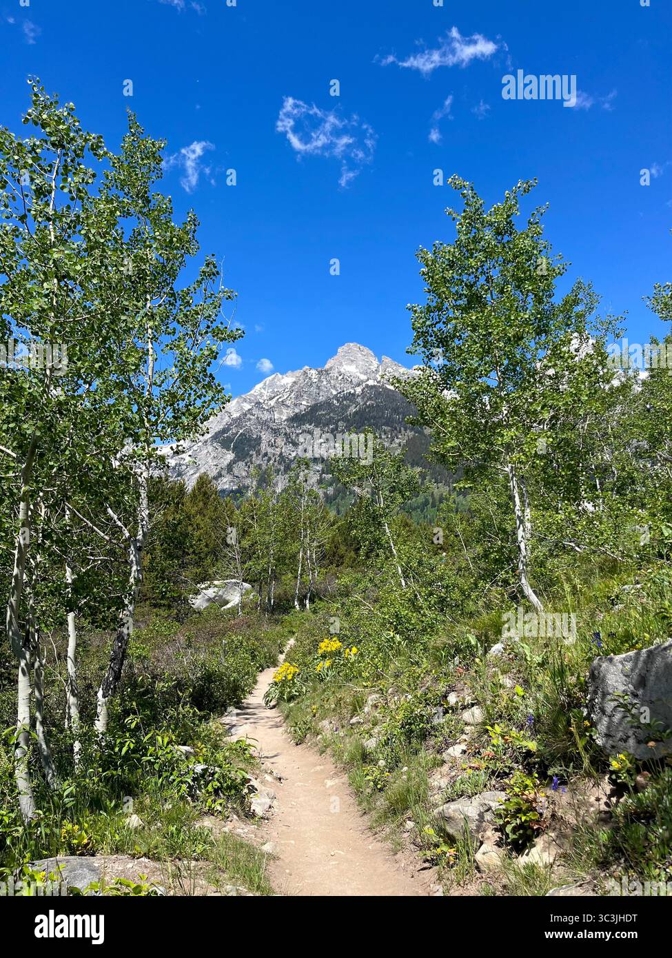 Wildflower trail in Grand Teton National Park with mountain views - Smartphone Captured Stock Image