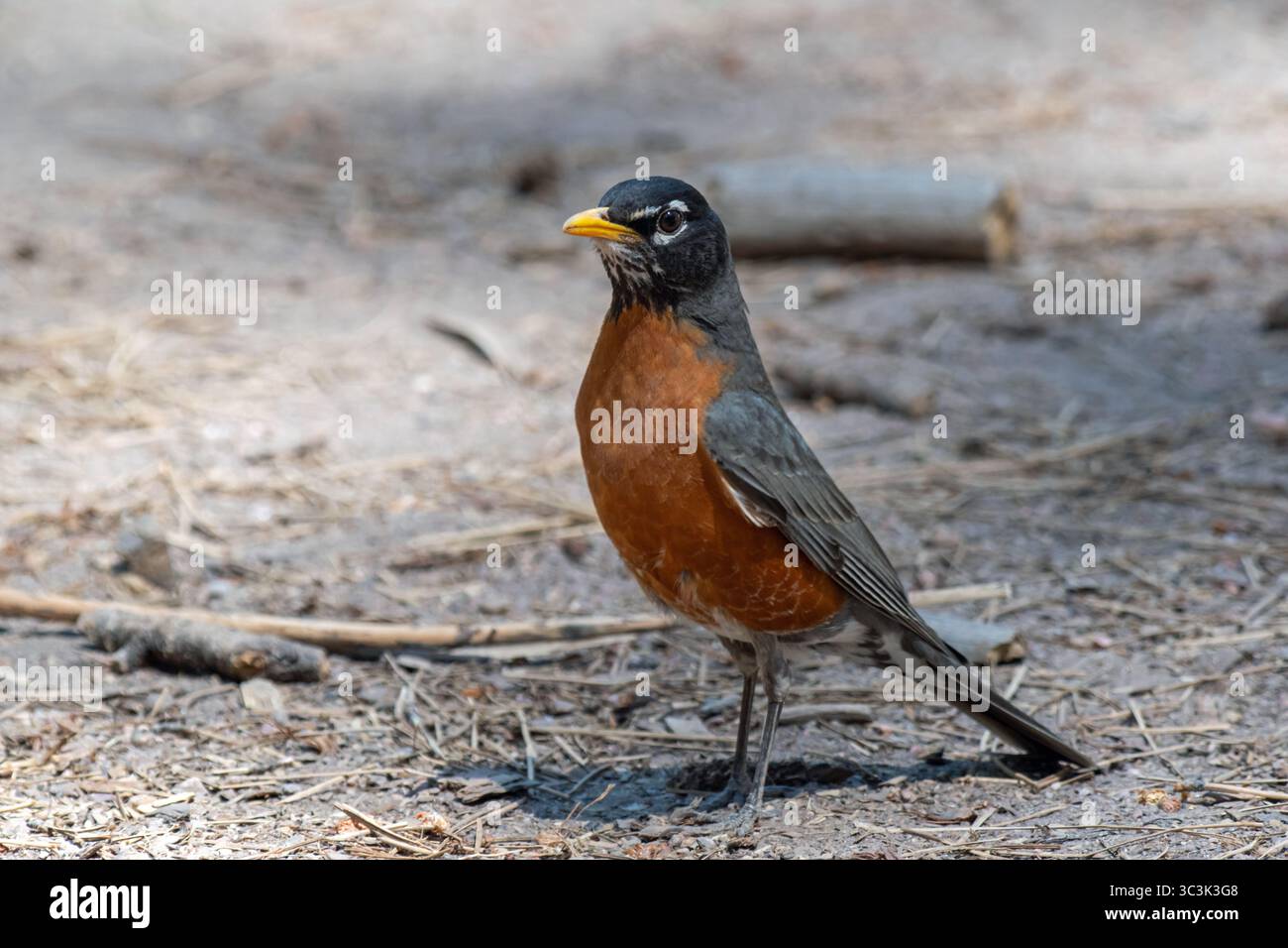American Robin (Turdus migratorius) Stock Photo