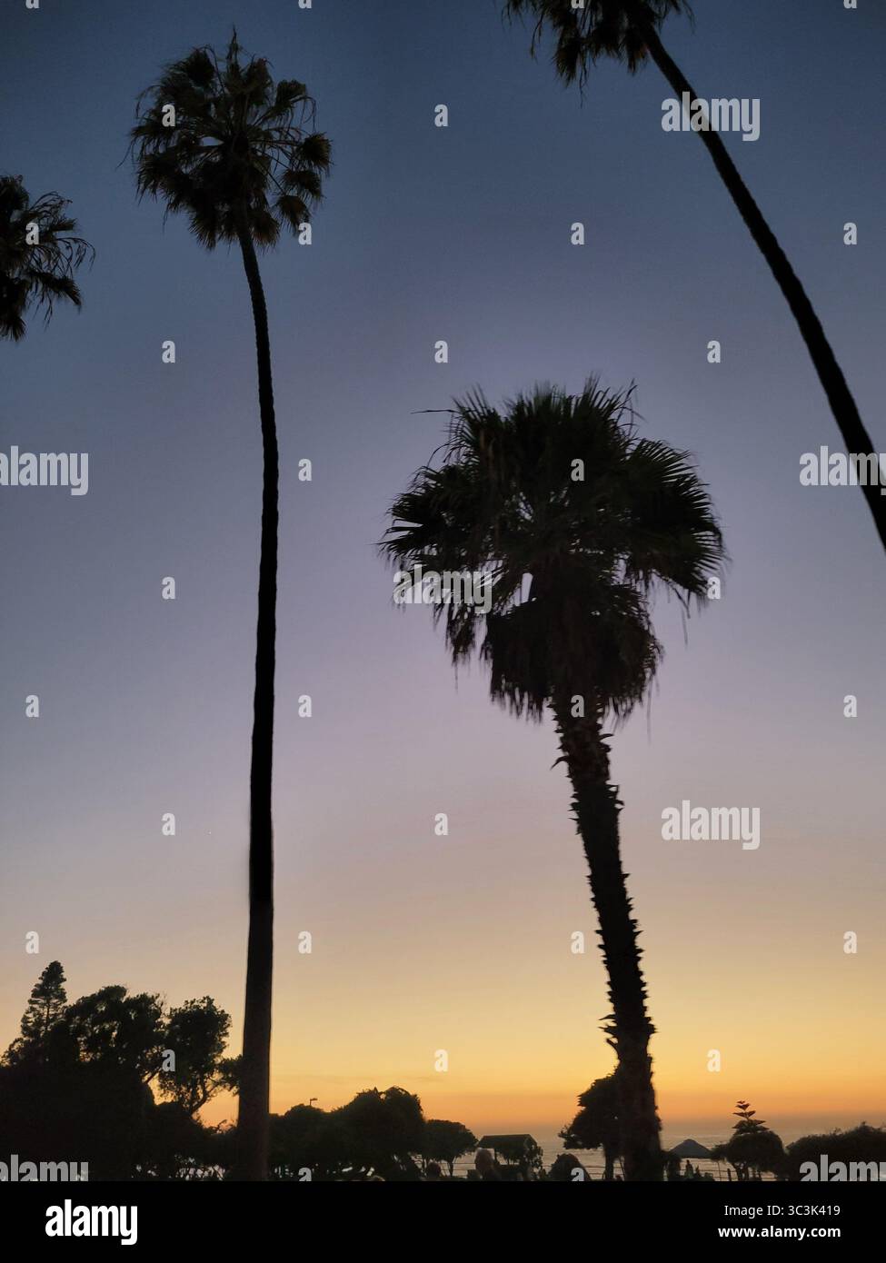 Iconic Palm trees in California are silhouetted against the setting sun - Smartphone Captured Stock Image Iconic Palm trees in California are silhouetted against the setting sun - Smartphone Captured Stock Image
