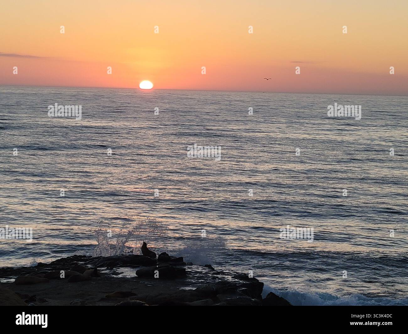 The waves splash the seals as the sun sets over the Pacific Ocean in San Diego, California on a perfect summer evening. - Smartphone Captured Stock Image