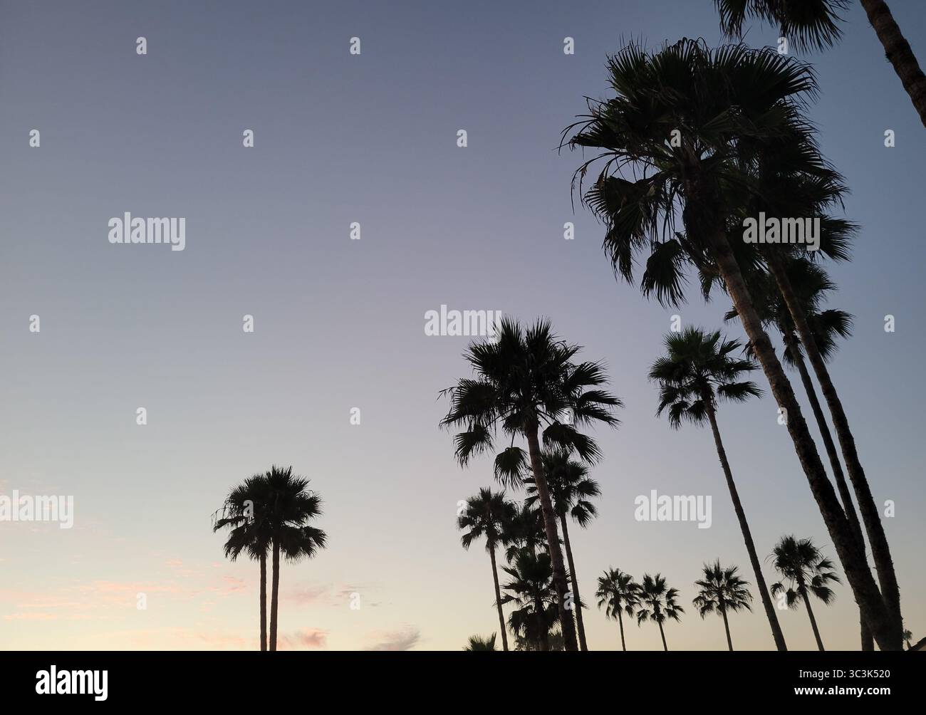 Iconic Palm trees in California are silhouetted against the setting sun - Smartphone Captured Stock Image Iconic Palm trees in California are silhouetted against the setting sun - Smartphone Captured Stock Image