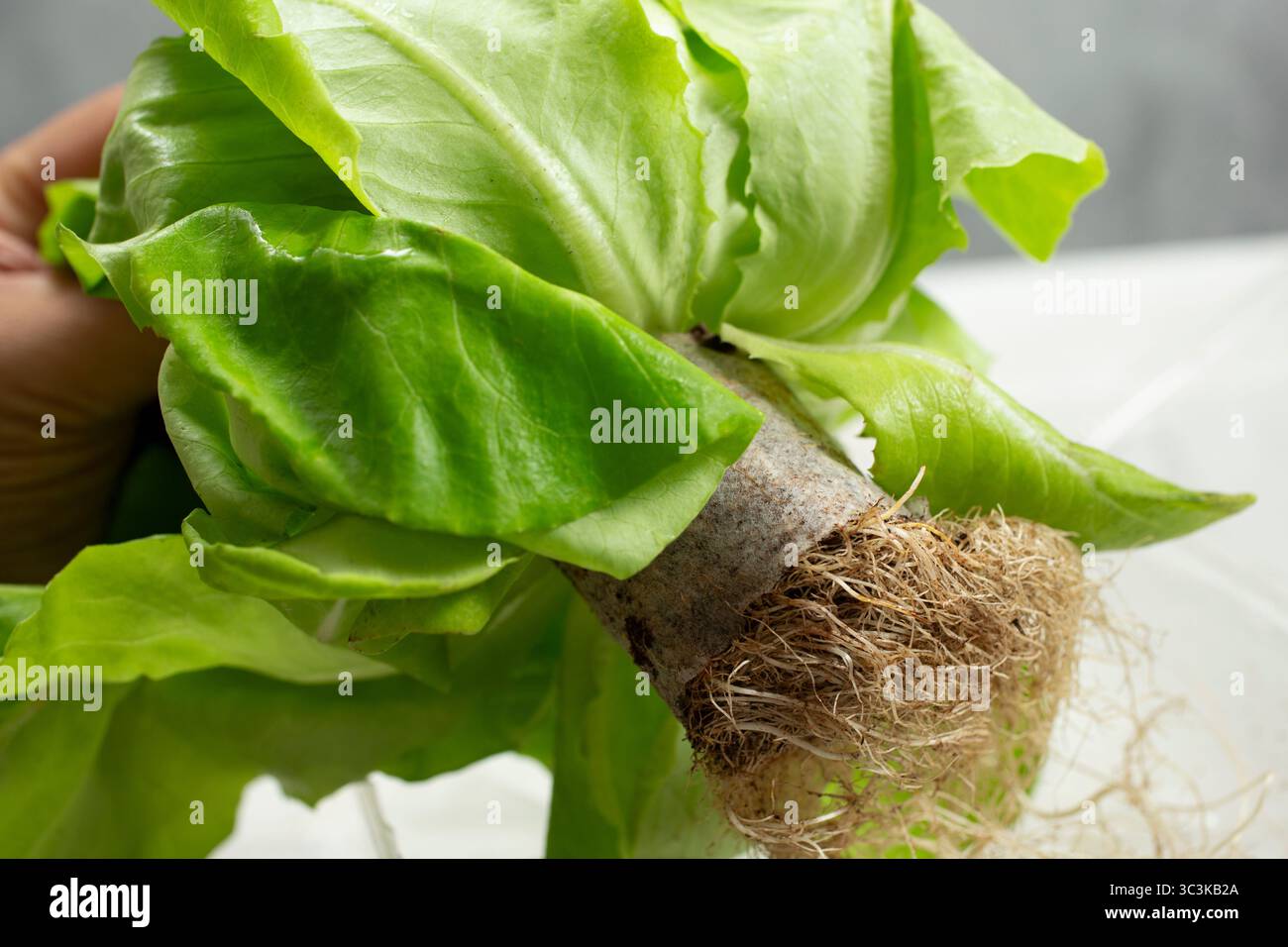 A view of a hand holding a Boston lettuce head, featuring the root ...