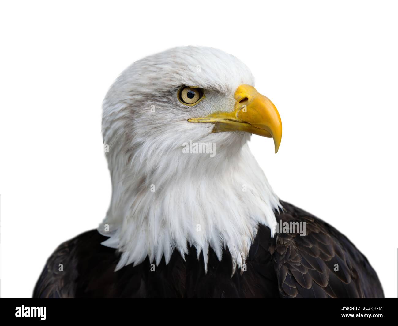 portrait american bald eagle isolated on white background Stock Photo