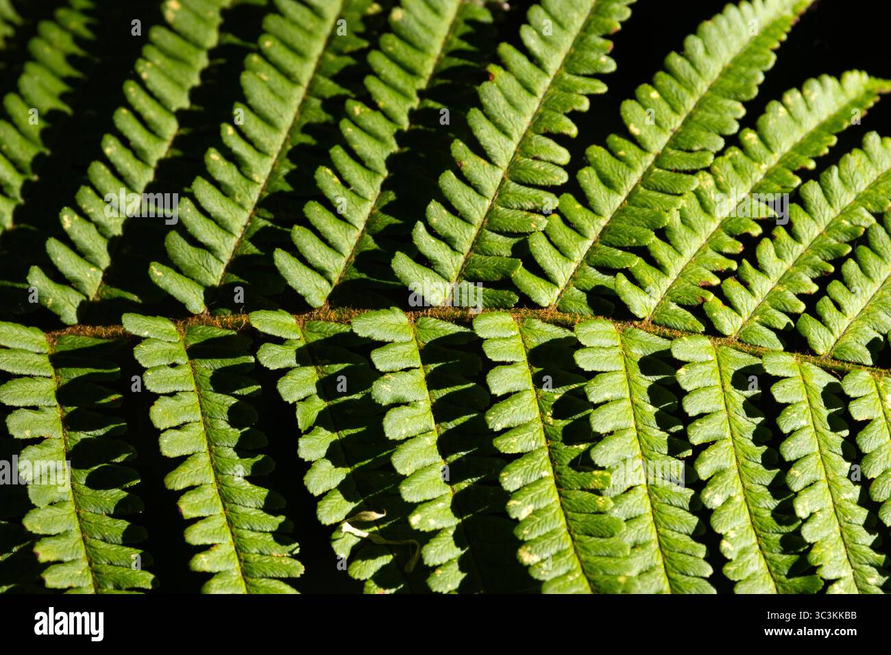 The leaf of an Ostrich Fern shows its detail and fine pinnae, It was ...