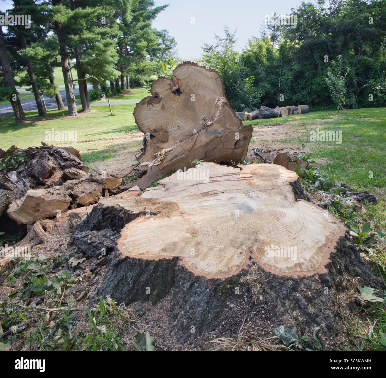 Sawed off oak tree stump. Stock Photo