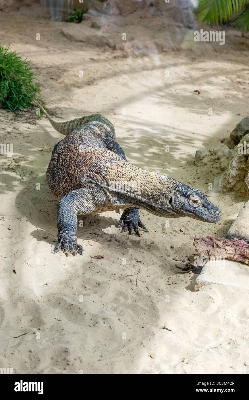 Komodo Dragon, the largest lizard in the world in a zoo park ...