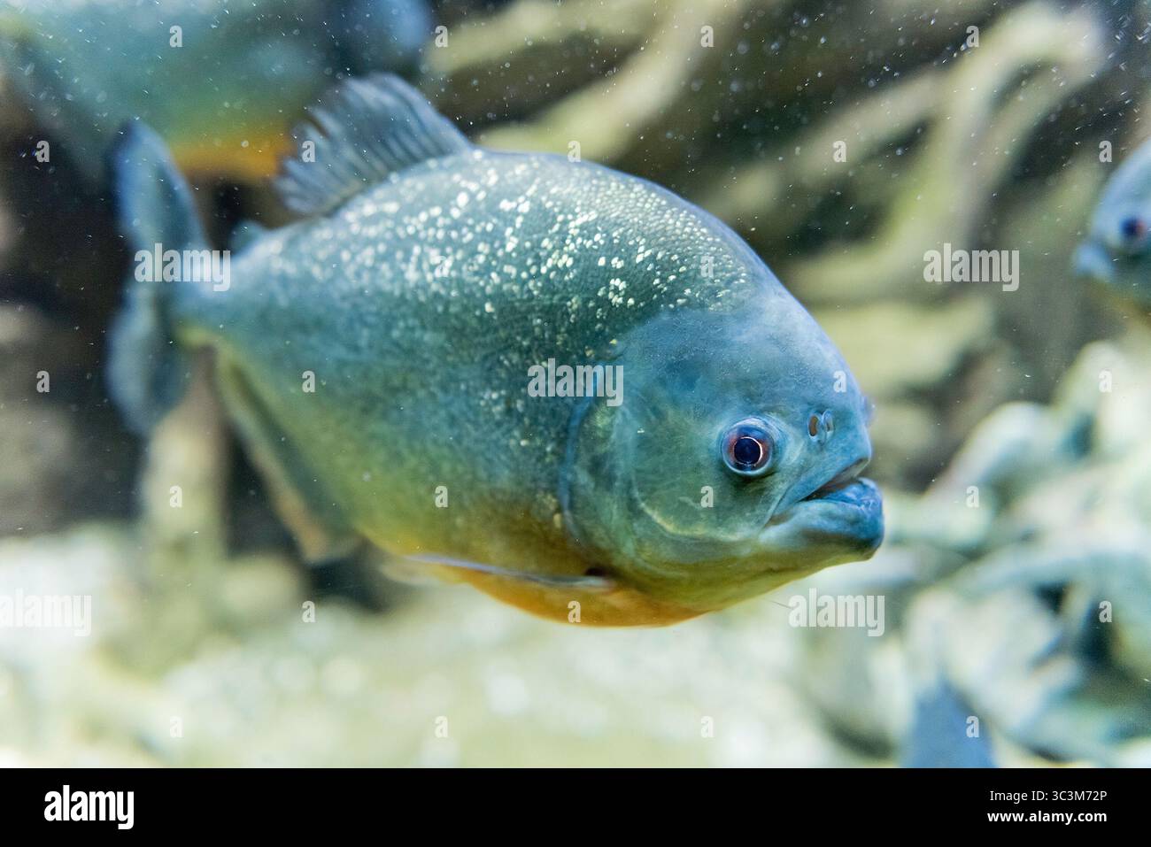 Des piranhas dévorent une tête de taureau en quelques secondes... Met pas  la main!, image size:1300x957