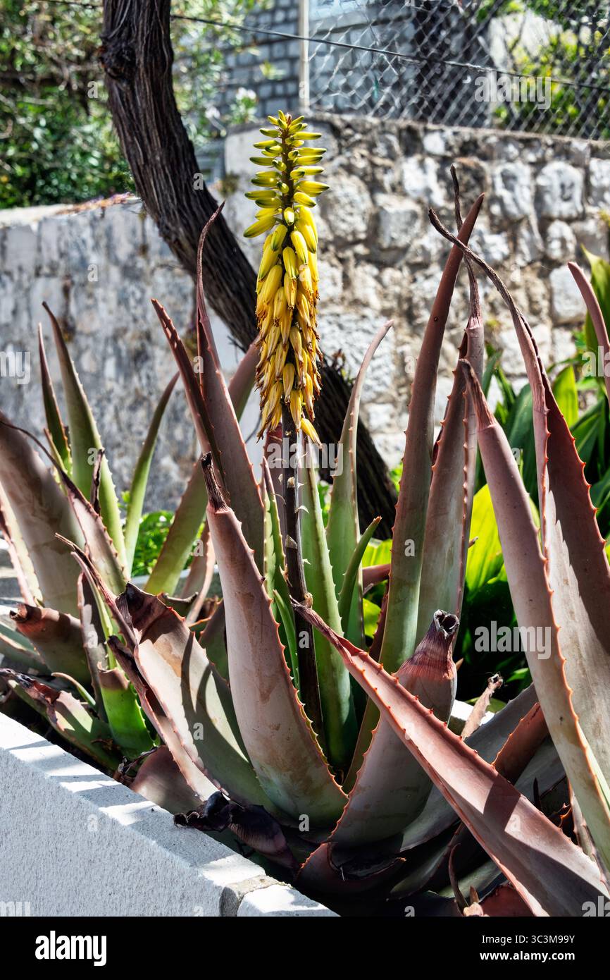 Aloen hi-res stock photography and images - Alamy