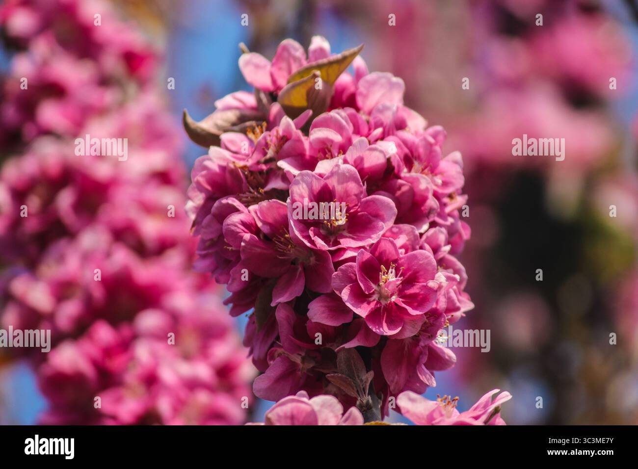 Apple blossoms are beautiful in April. Stock Photo