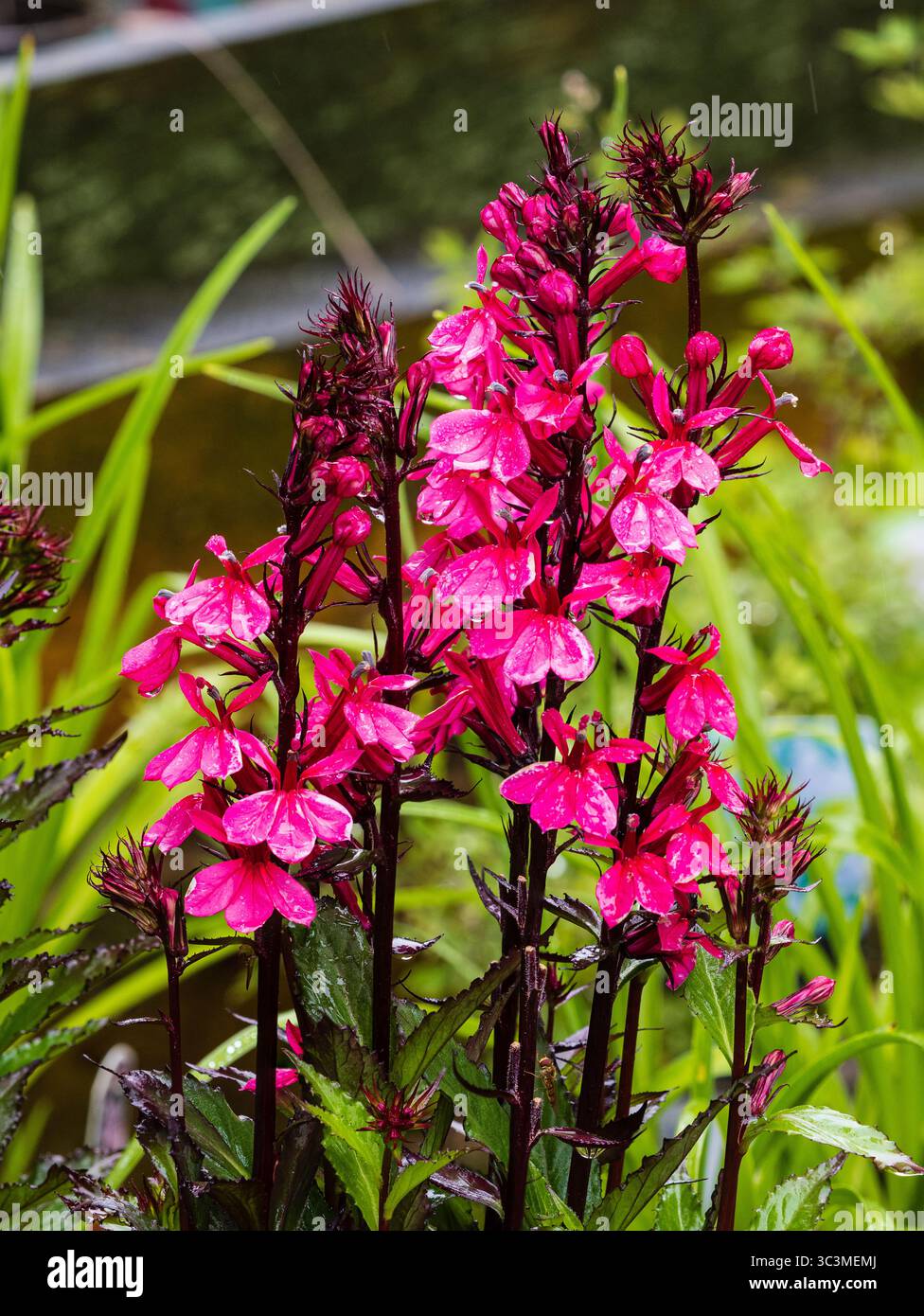 Upright spikes of the summer blooming hardy perennial, Lobelia Starship 'Deep Rose' Stock Photo