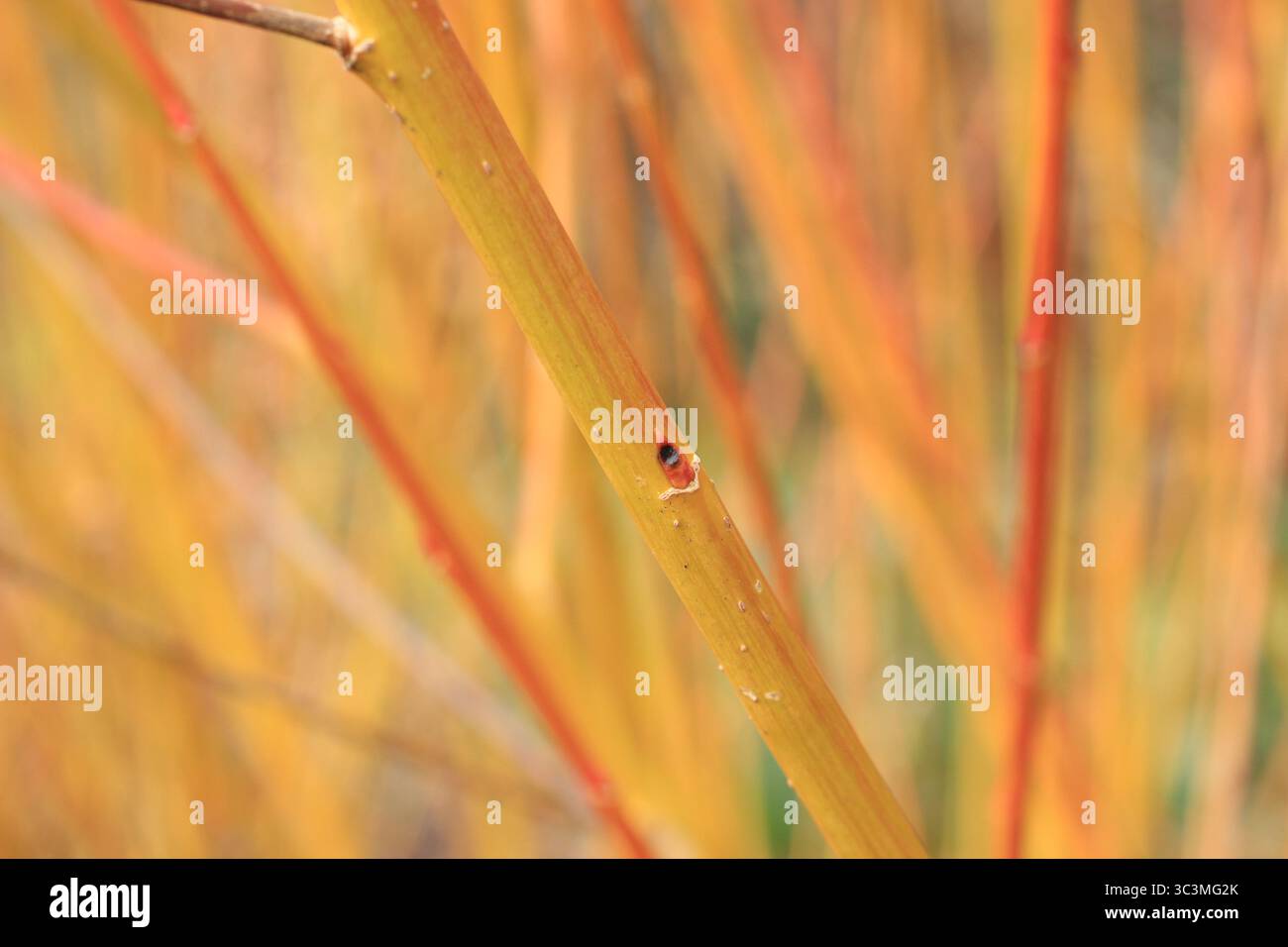 Willow in winter. Salix Jaune Hative, a French willow displaying vibrant winter stems. Salix x fragilis 'Jaune Hâtive.  Salix x rubens 'Jaune Hâtive' Stock Photo