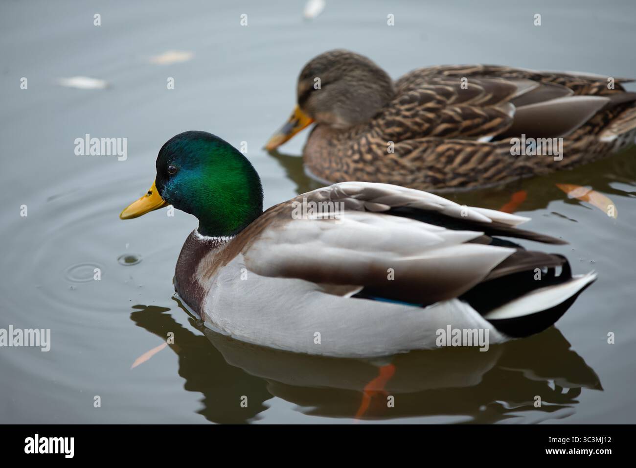 Ognu Duck Wild ducks are swimming in a pond. One duck is green and yellow, the ...