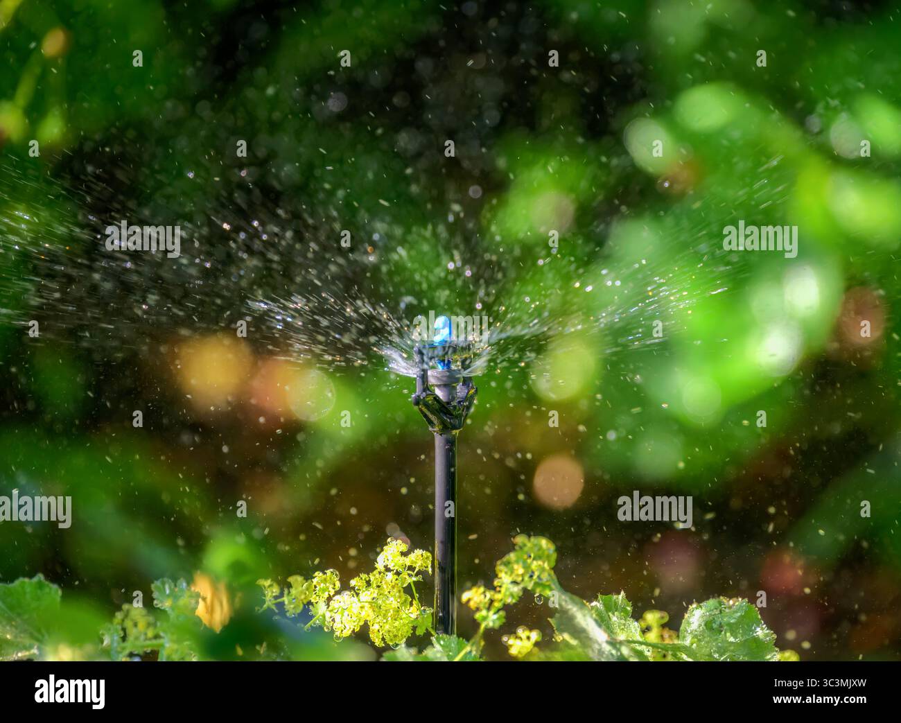 Plant and garden irrigation with an automatic watering system Stock ...