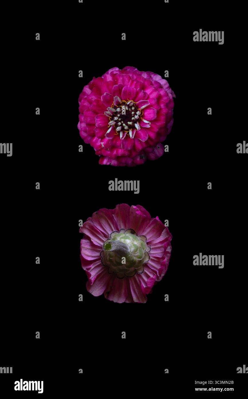 Upper side and lower side of a Common zinnia (Zinnia elegans) 'Lilliput Purple' pom-pom shaped pink magenta flower Stock Photo