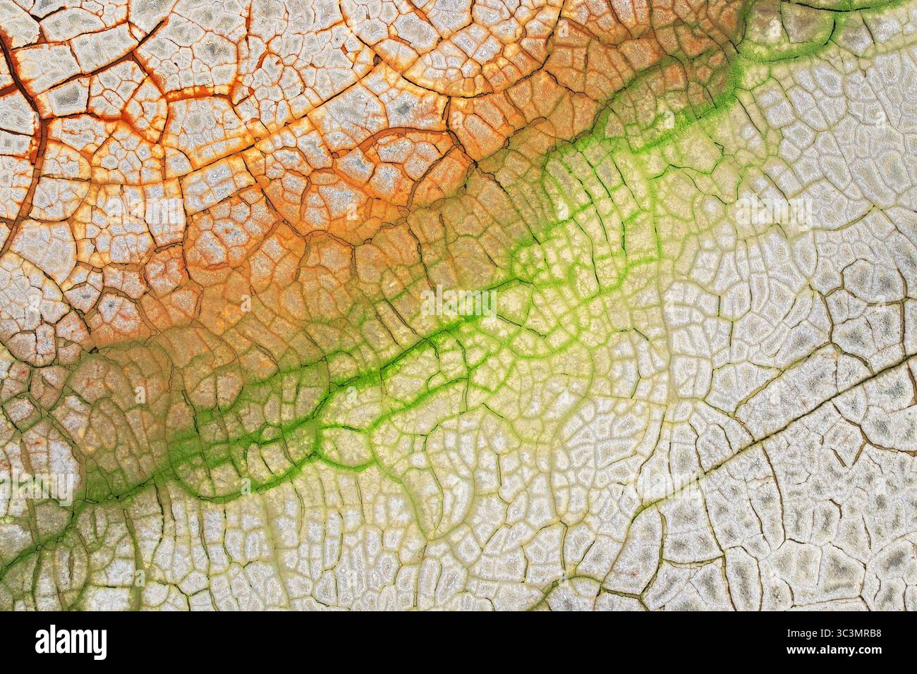Abstract Mud Pattern An aerial view captures the beauty of painted mud patterns, resembling ...