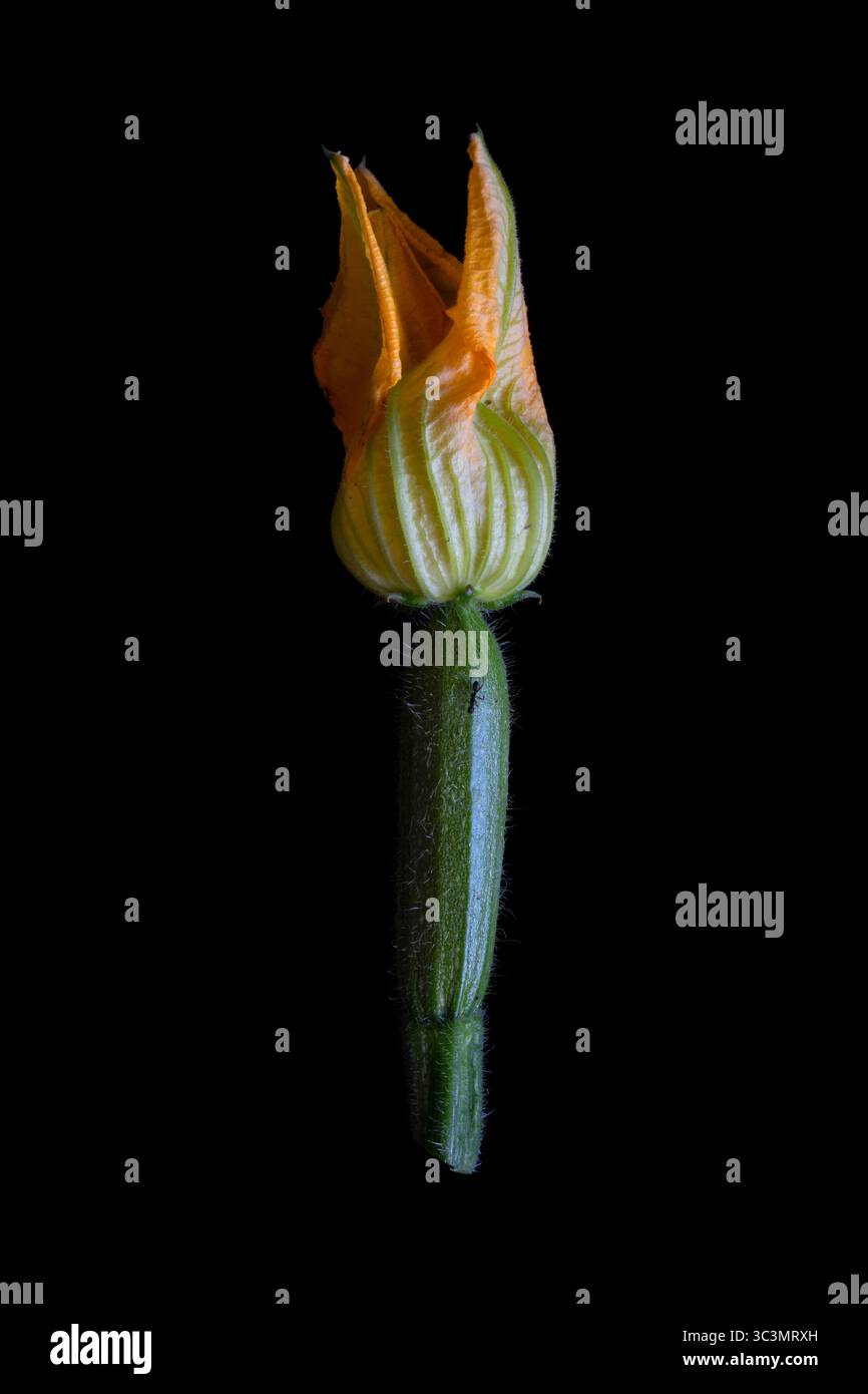 A small dark green zucchini summer squash with its yellow flower; it's the immature fruit of the Cucurbita pepo plant. Side view, black background Stock Photo