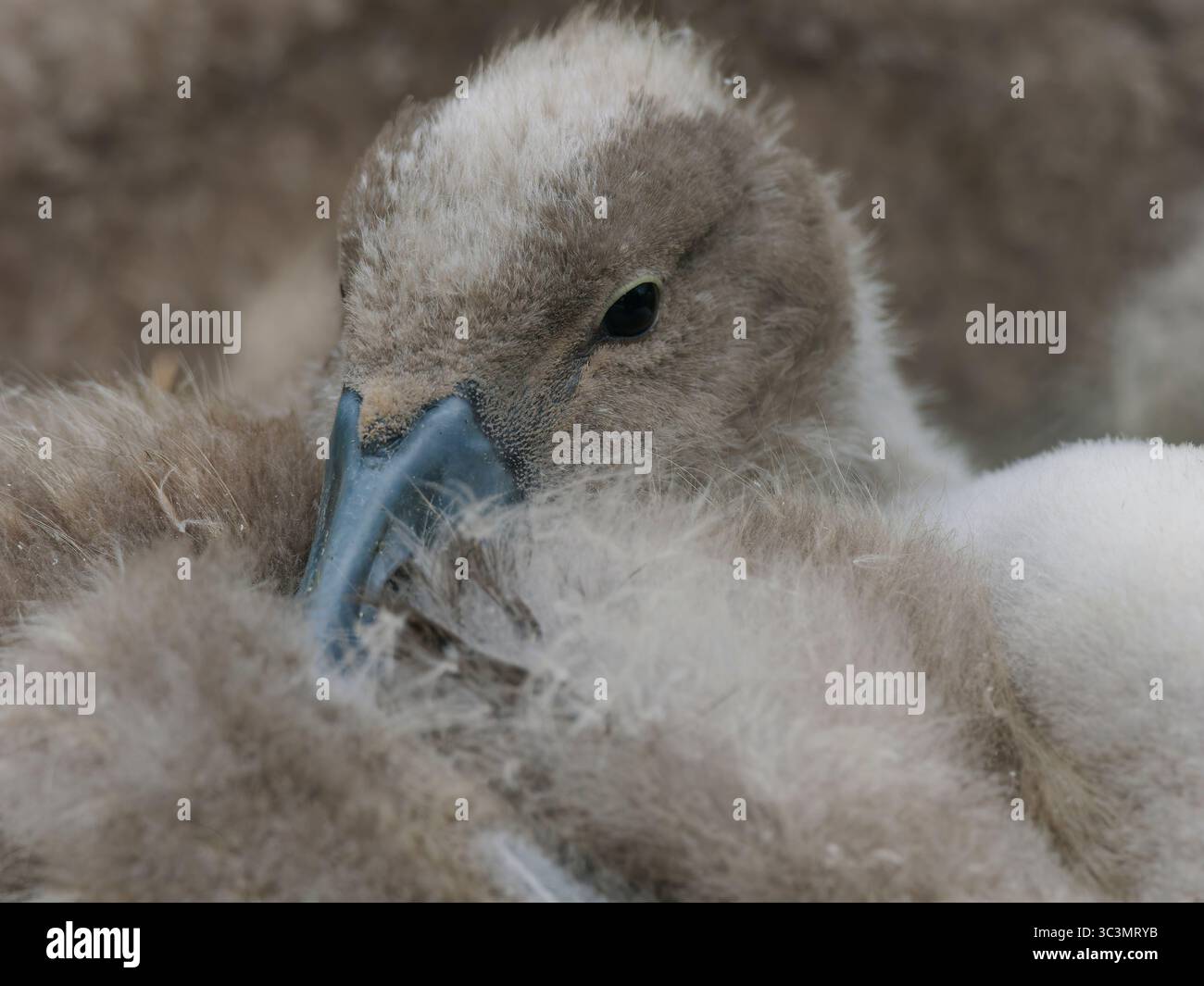 A close up of a cute swan cygnet Stock Photo