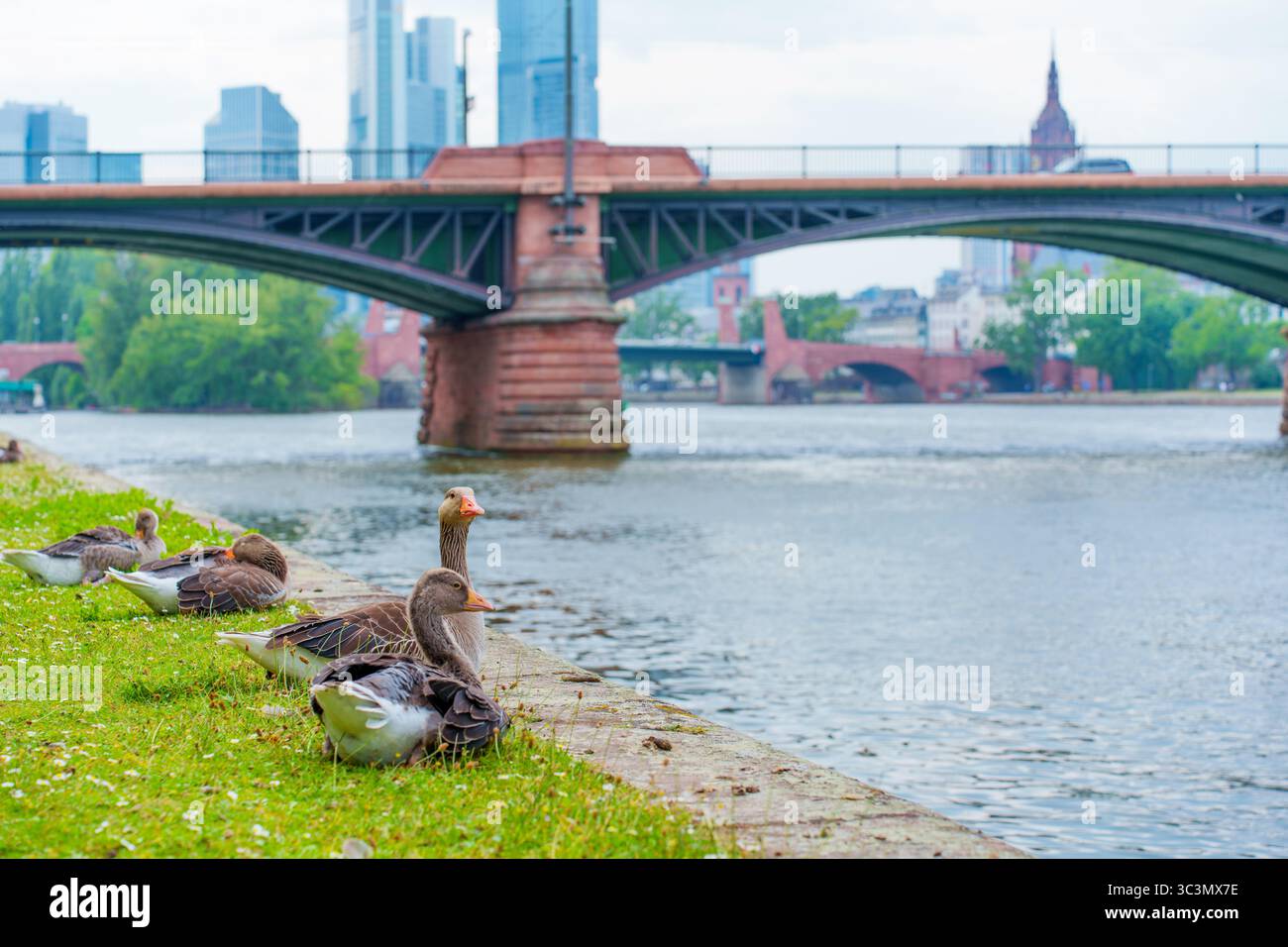 Peaceful view riverbank geese hi-res stock photography and images - Alamy
