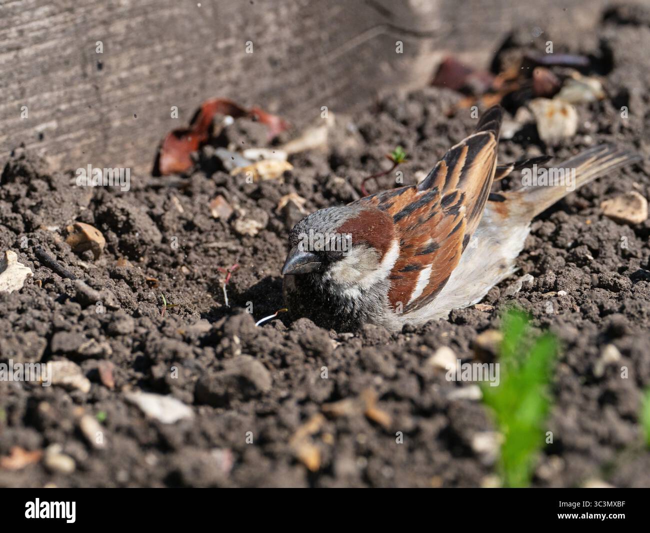 What Birds Take Dust Baths: Surprising Species That Love It