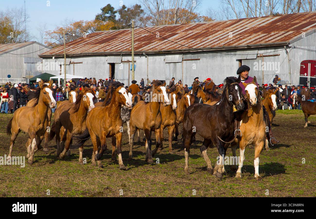 Traditional horse gathering at a rural fair in Argentina, where gauchos skillfully manage herds during a cultural celebration of equestrian heritage. Stock Photo