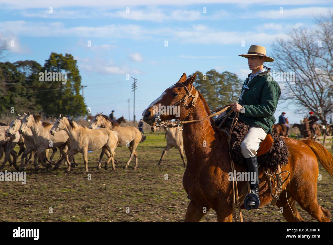 Traditional horse gathering at a rural fair in Argentina, where gauchos skillfully manage herds during a cultural celebration of equestrian heritage. Stock Photo
