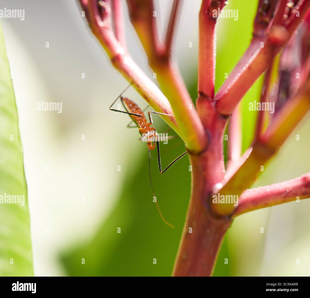 Orange assassin bugs are beneficial predatory insects, that are a ...