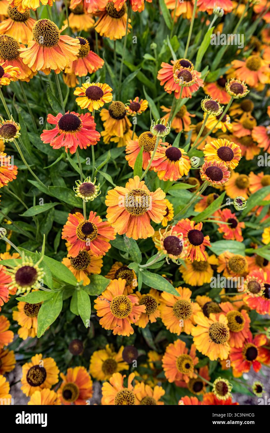 Red yellow daisy like flowers hi-res stock photography and images - Alamy