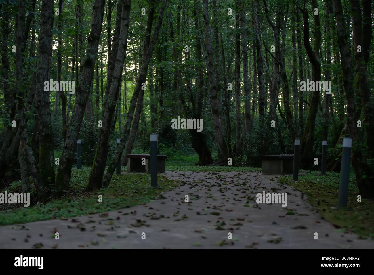Serene nature pathway winds hi-res stock photography and images - Alamy