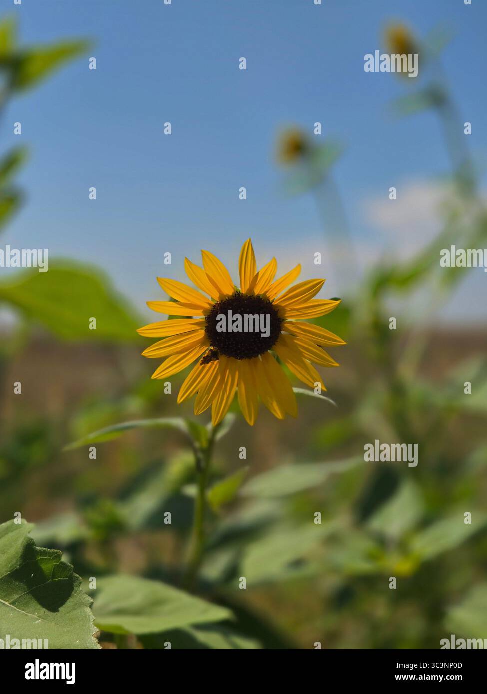 A wild sunflower on a hot, Colorado summer day - Smartphone Captured Stock Image