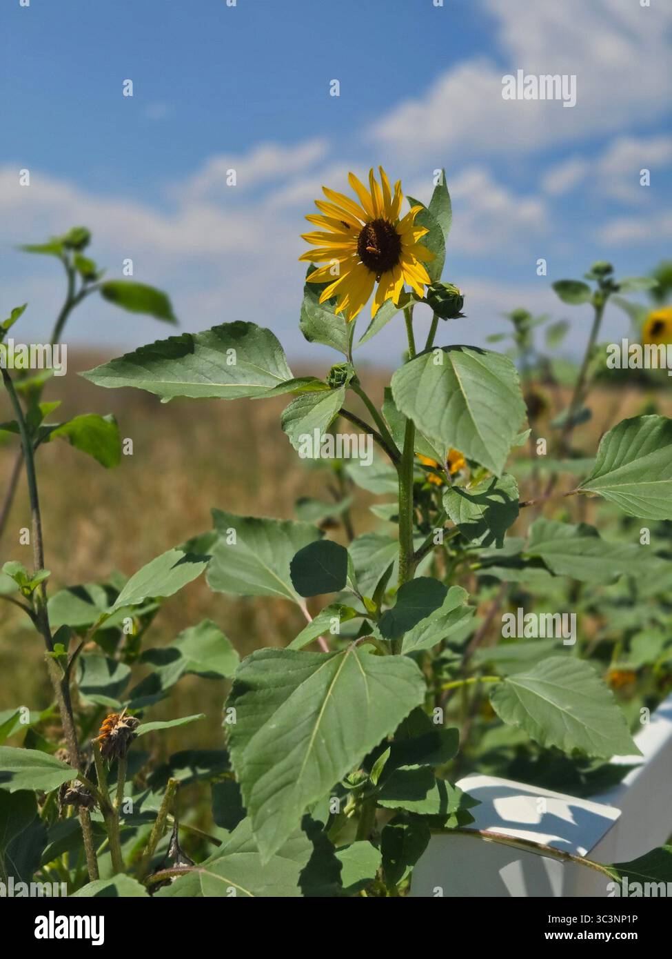 A wild sunflower on a hot, Colorado summer day - Smartphone Captured Stock Image