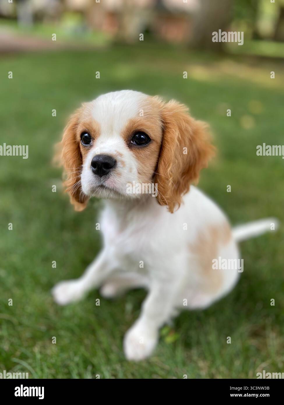 Cavalier King Charles Spaniel Puppy - Smartphone Captured Stock Image