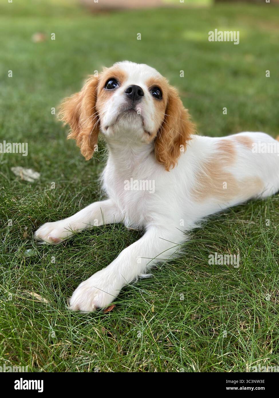 Cavalier King Charles Spaniel Puppy - Smartphone Captured Stock Image