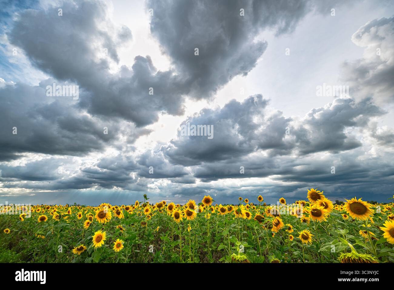 Sunflower field storm clouds colors hi-res stock photography and images ...