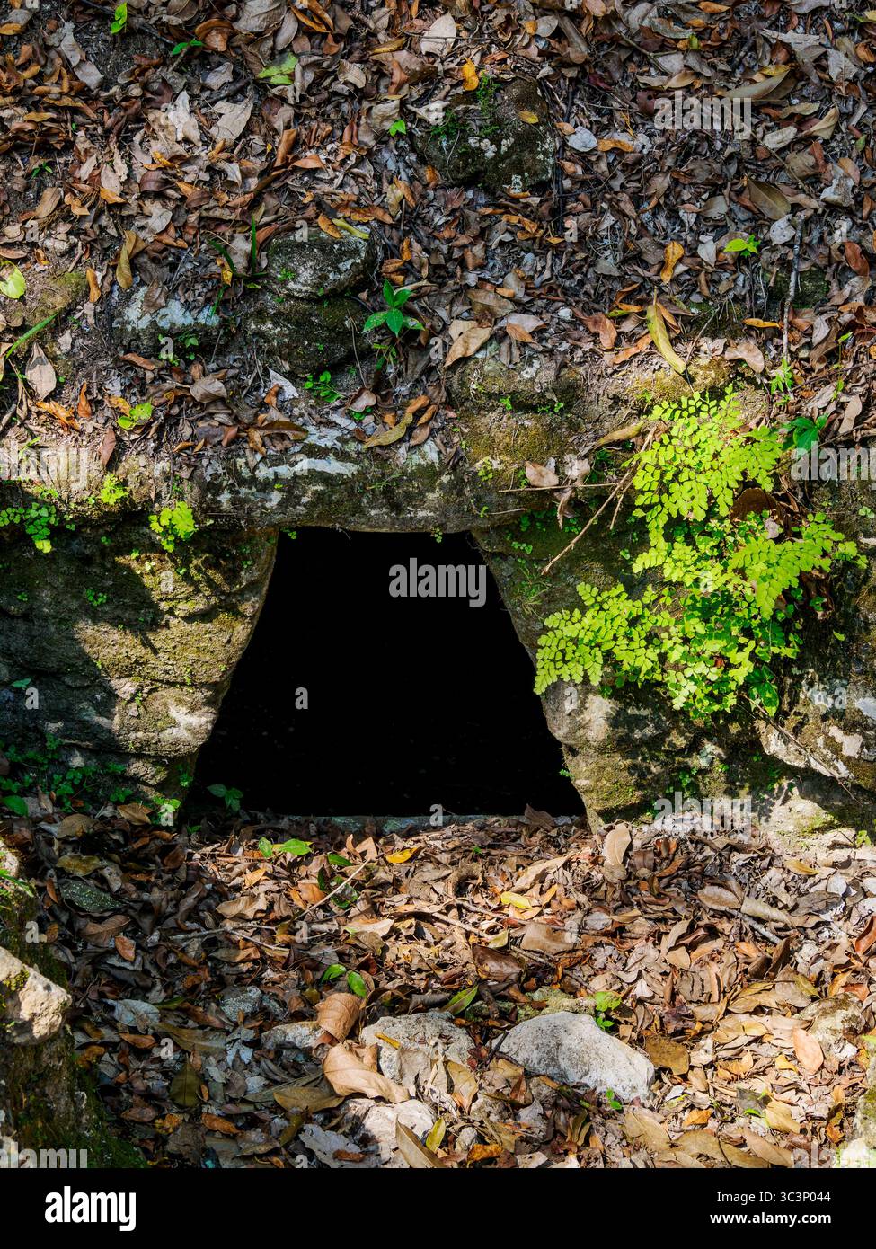 Central Acropolis, Caracol Archaeological Site, Cayo District, Belize Stock Photo