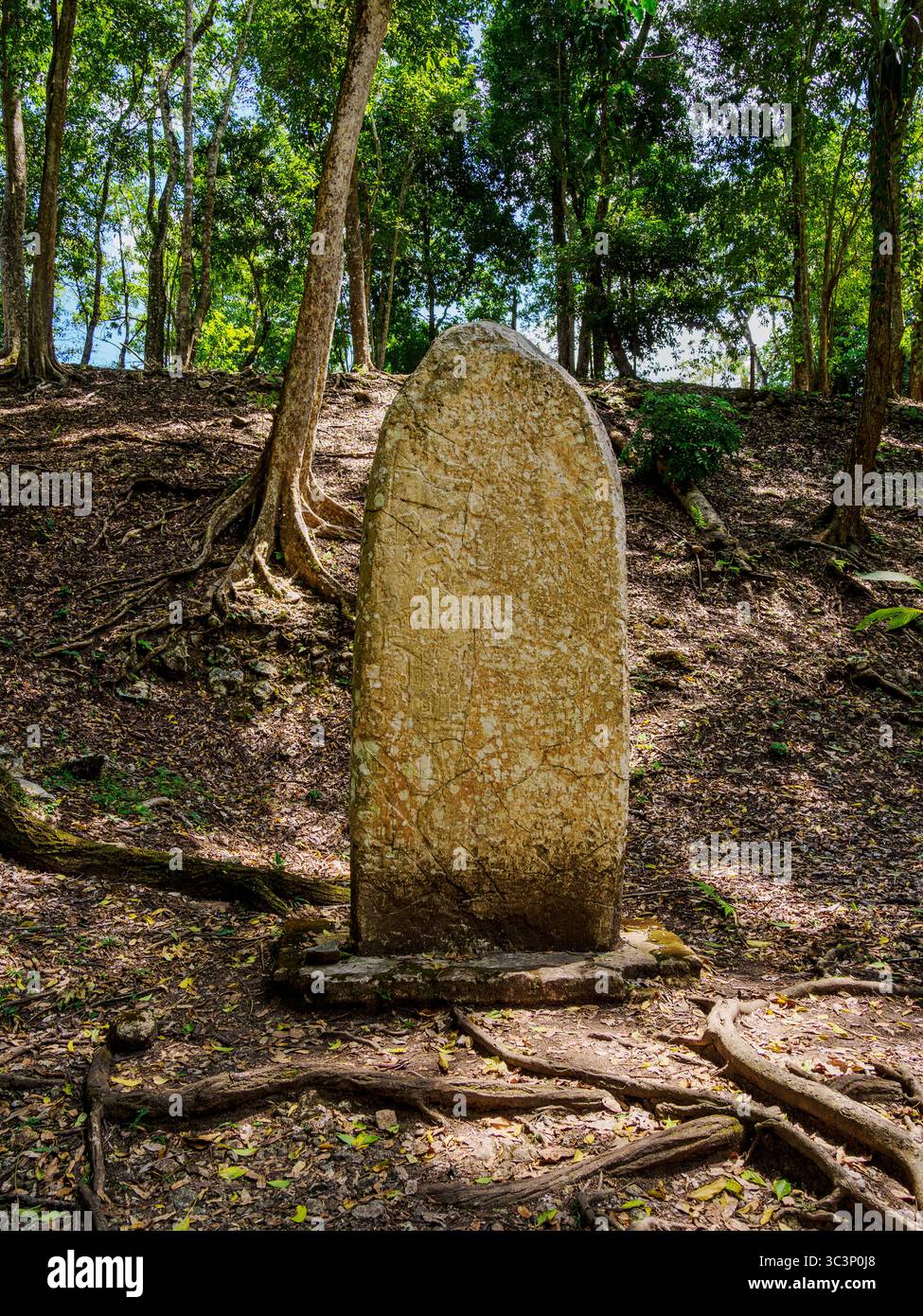 Stela at Caracol Archaeological Site, Cayo District, Belize Stock Photo