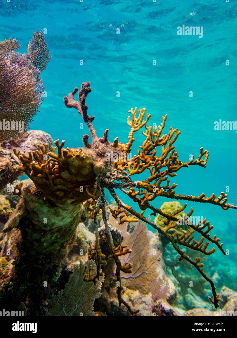 Underwater photo taken during the Hol Chan Marine Reserve, Shark Ray Alley and Coral Garden Snorkelling Tour, Belize District, Belize Stock Photo