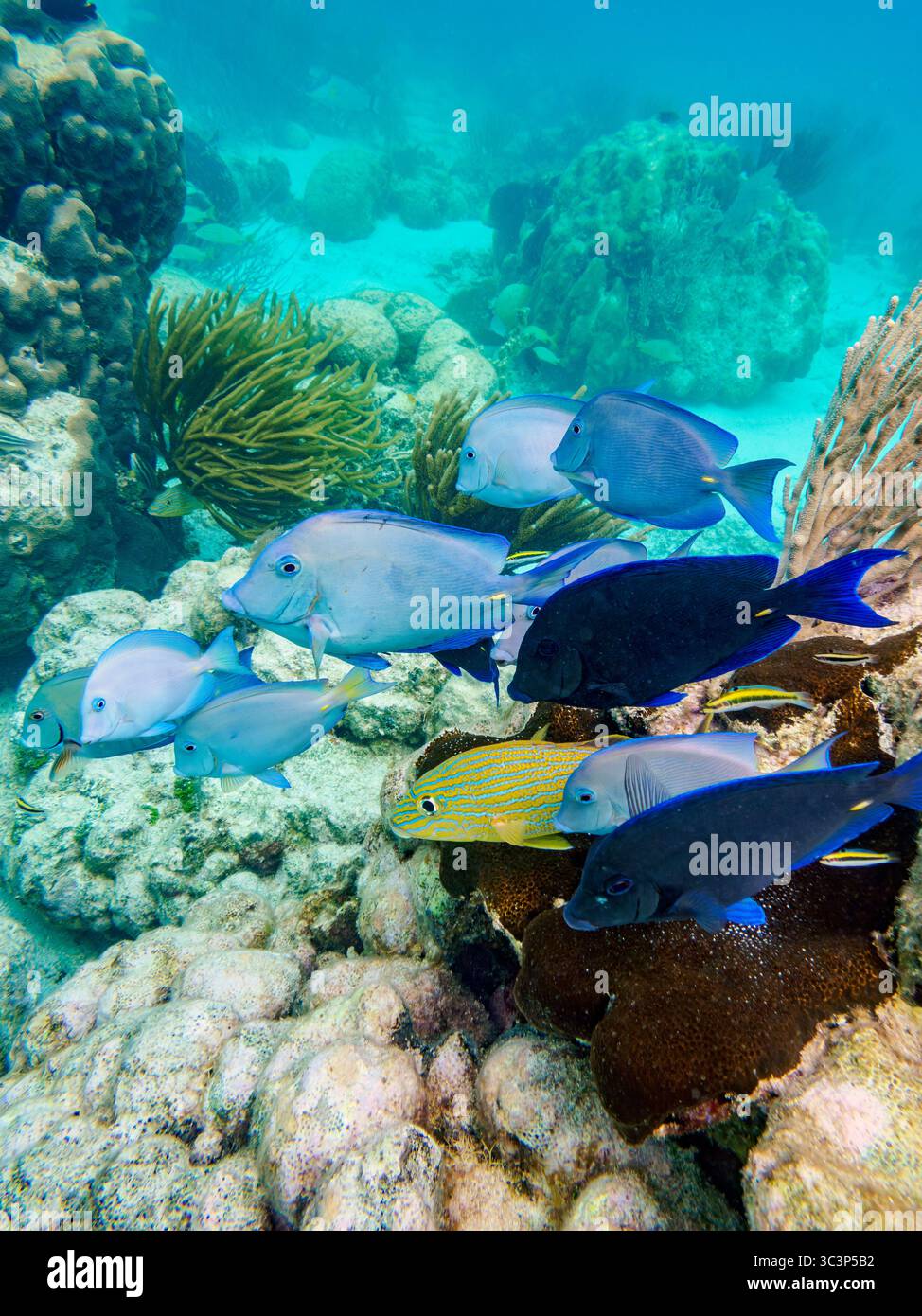Underwater photo taken during the Hol Chan Marine Reserve, Shark Ray Alley and Coral Garden Snorkelling Tour, Belize District, Belize Stock Photo