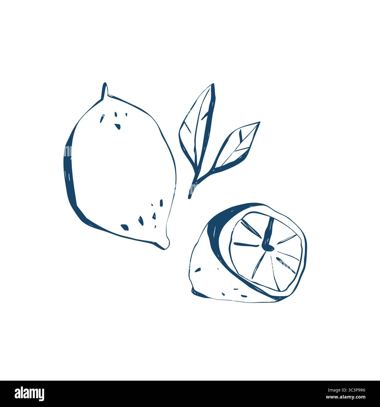 Hand drawn lemons and leaves on white background flat botanical style ...