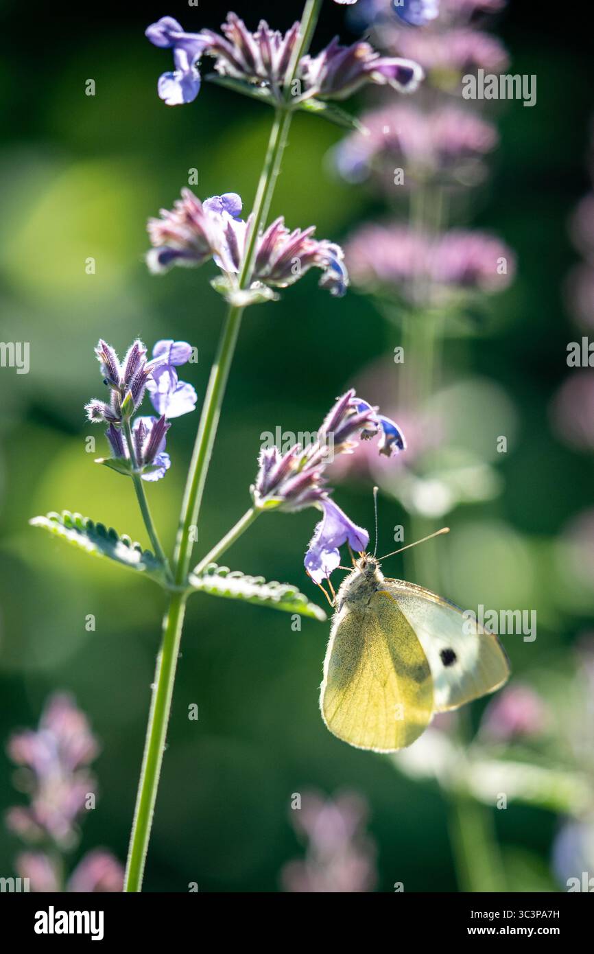 Insect Flutter Large white butterfly lands on catnip flower in meadow. Close up ...
