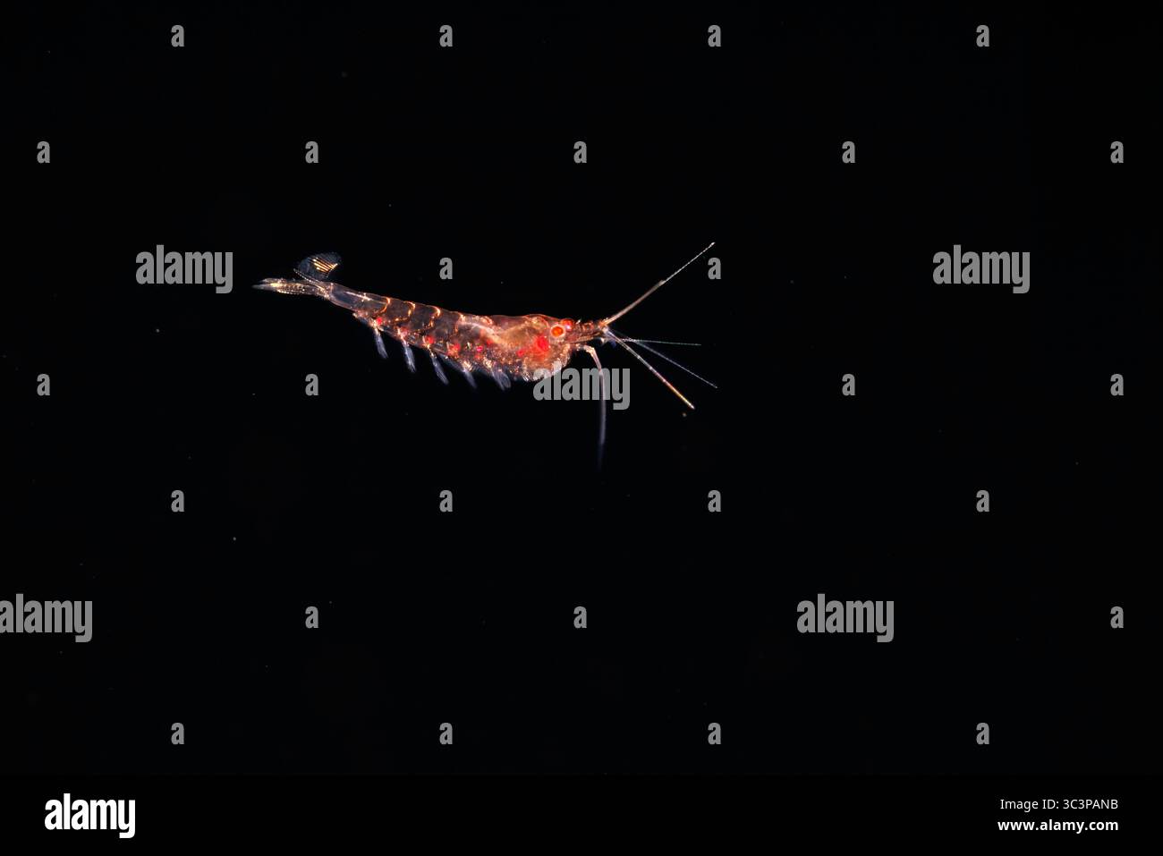 This image was captured a mile off the island of Guam at night with the ...