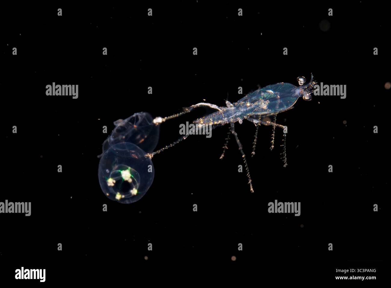 This image was captured a half mile off the island of Bali on a blackwater night dive with the bottom 1500+ feet below. The crab has captured two jell Stock Photo