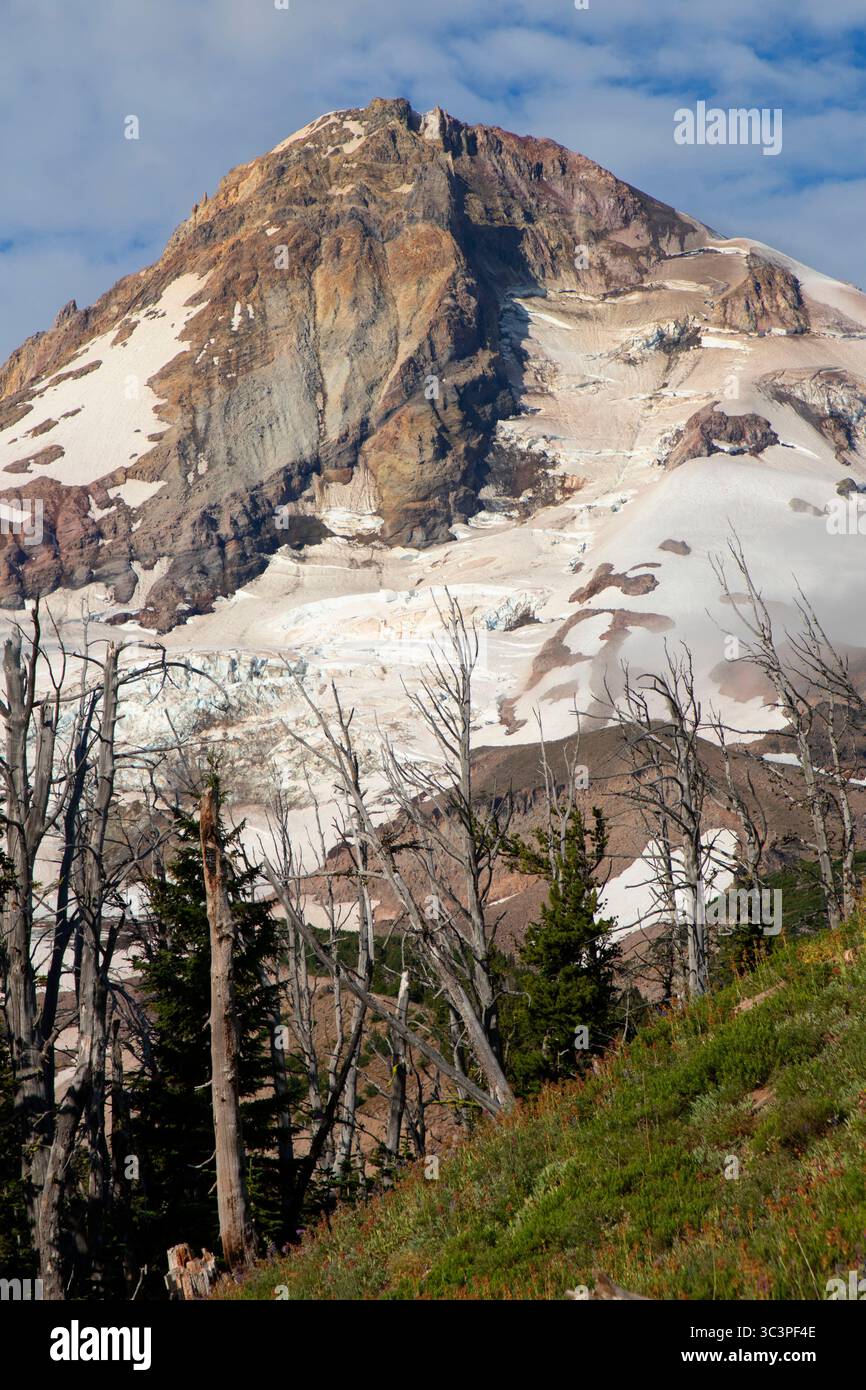 Mt Hood from Cloud Cap, Mt Hood National Forest, Oregon Stock Photo - Alamy