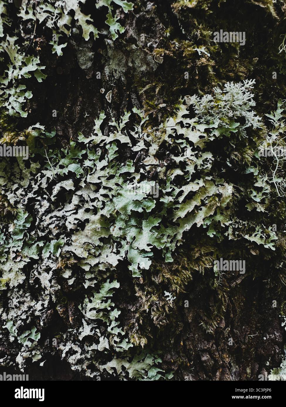 Close up of lichen on a tree. - Smartphone Captured Stock Image