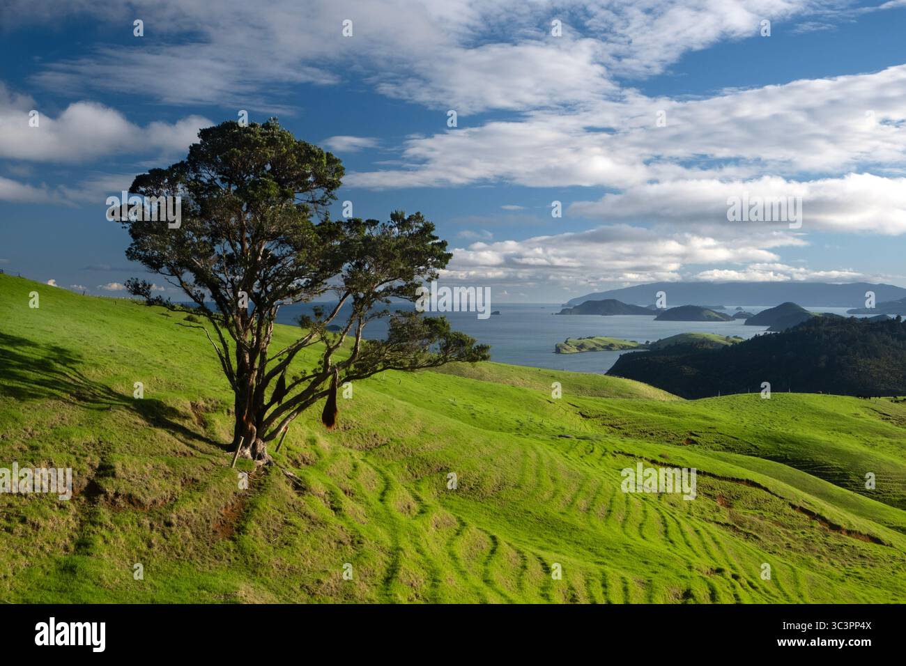 Lone tree on a green hillside on the Coromandel Peninsula of New Zealand Stock Photo