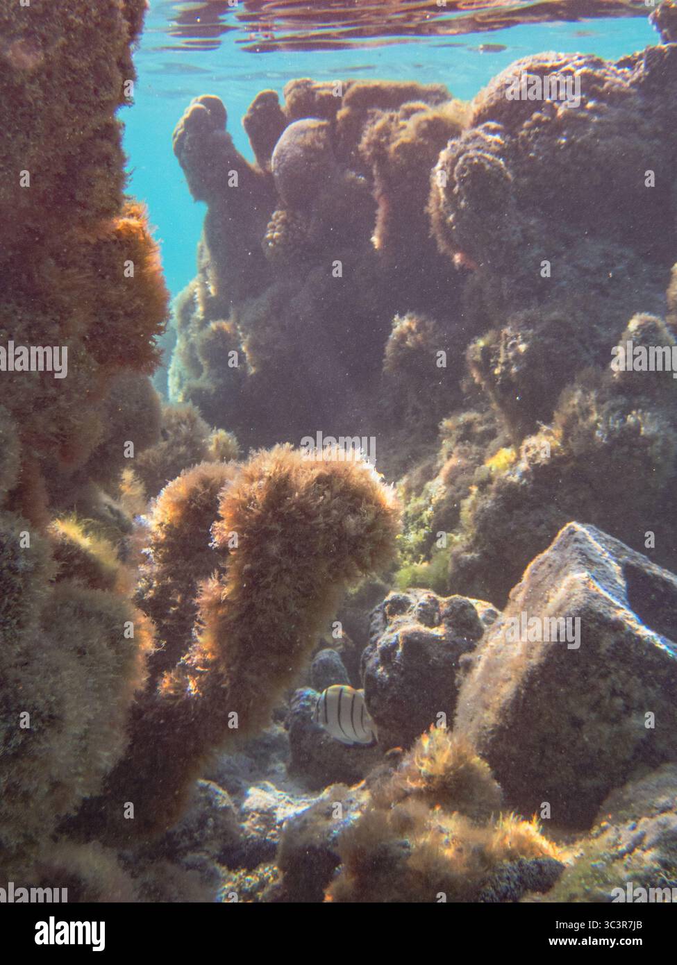 Coral Reef in Tropical Island Stock Photo - Alamy