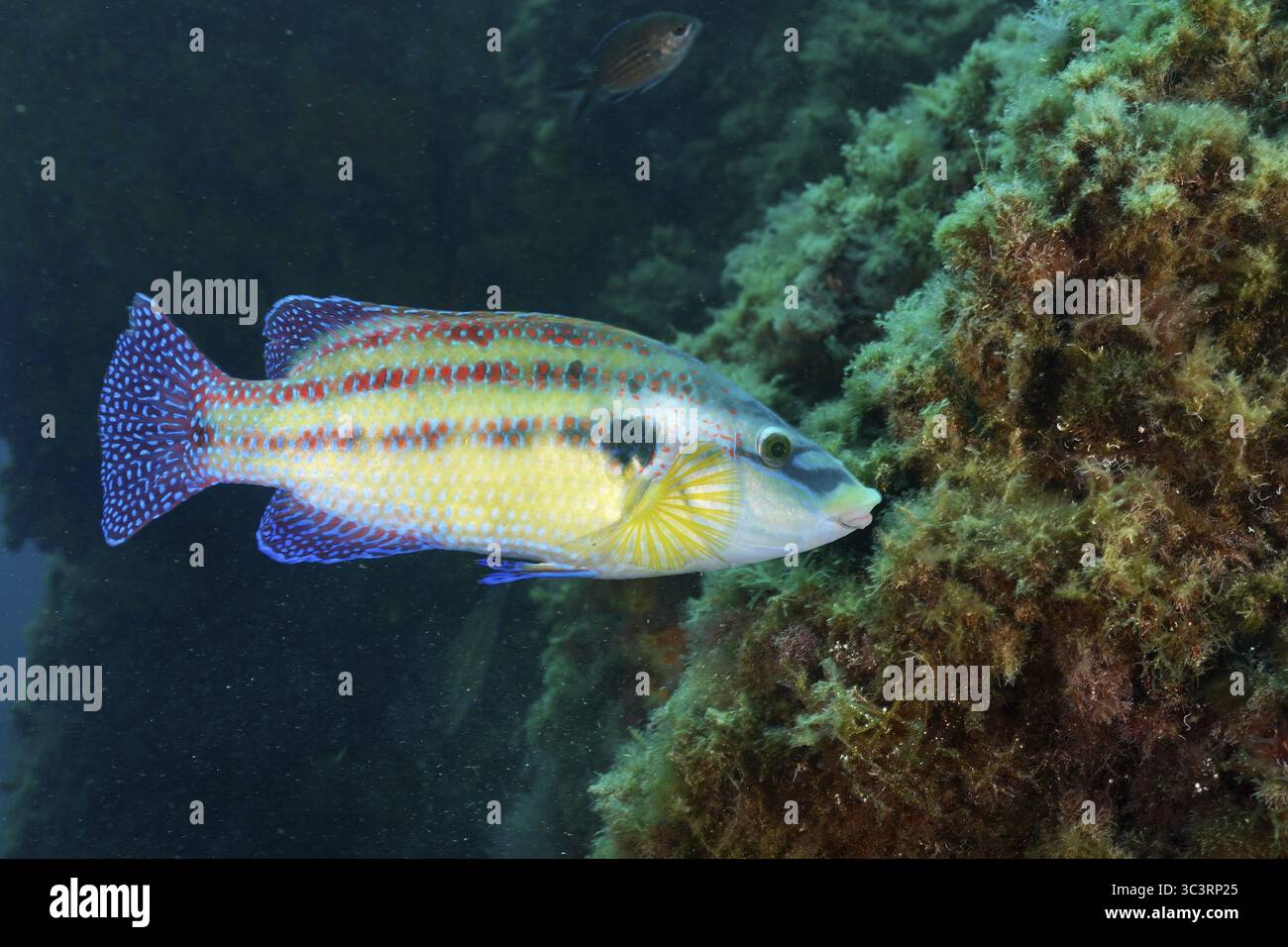 Fish with blue and yellow scales, peacock wrasse (Symphodus tinca ...