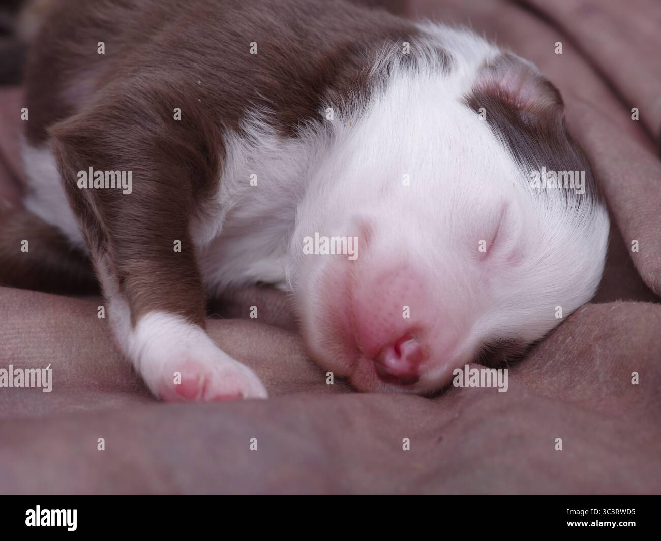 Puppy is sleeping on a bed Stock Photo - Alamy